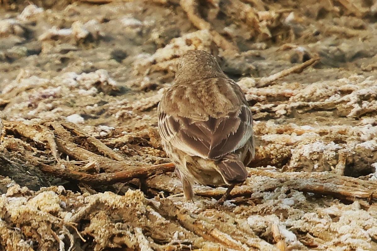 Water Pipit - ML637774572