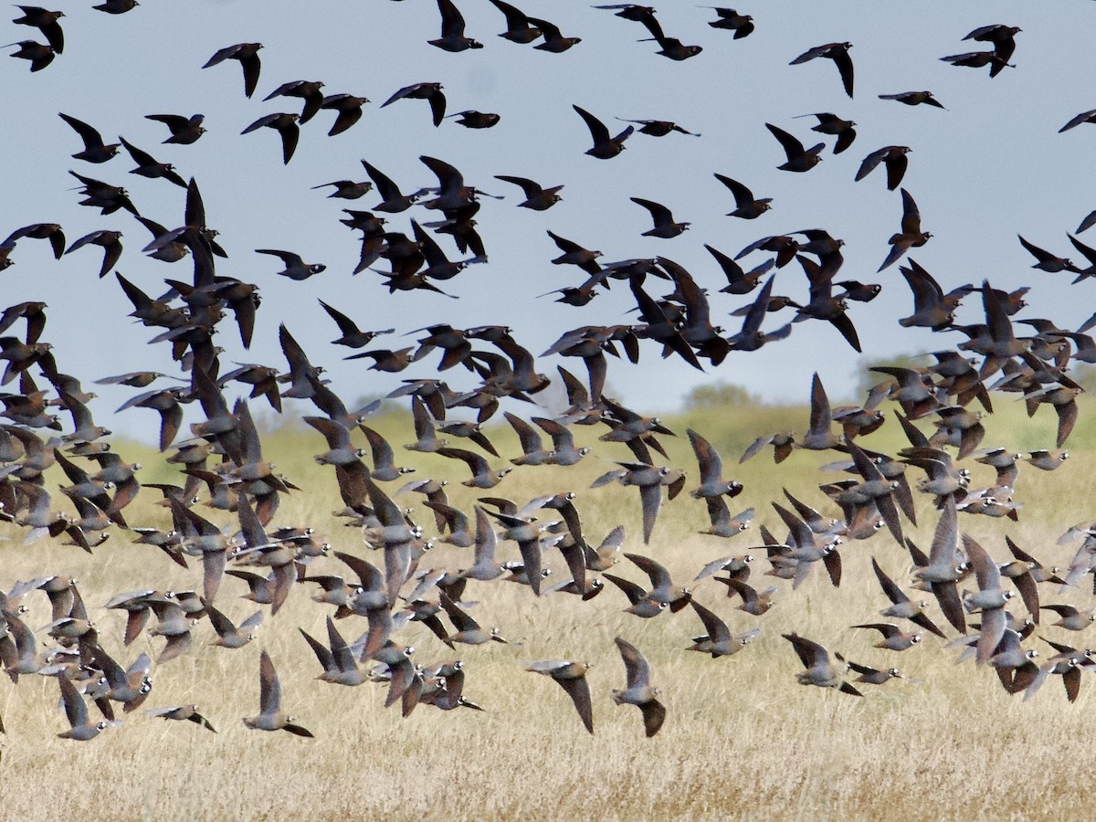 Flock Bronzewing - ML637774597