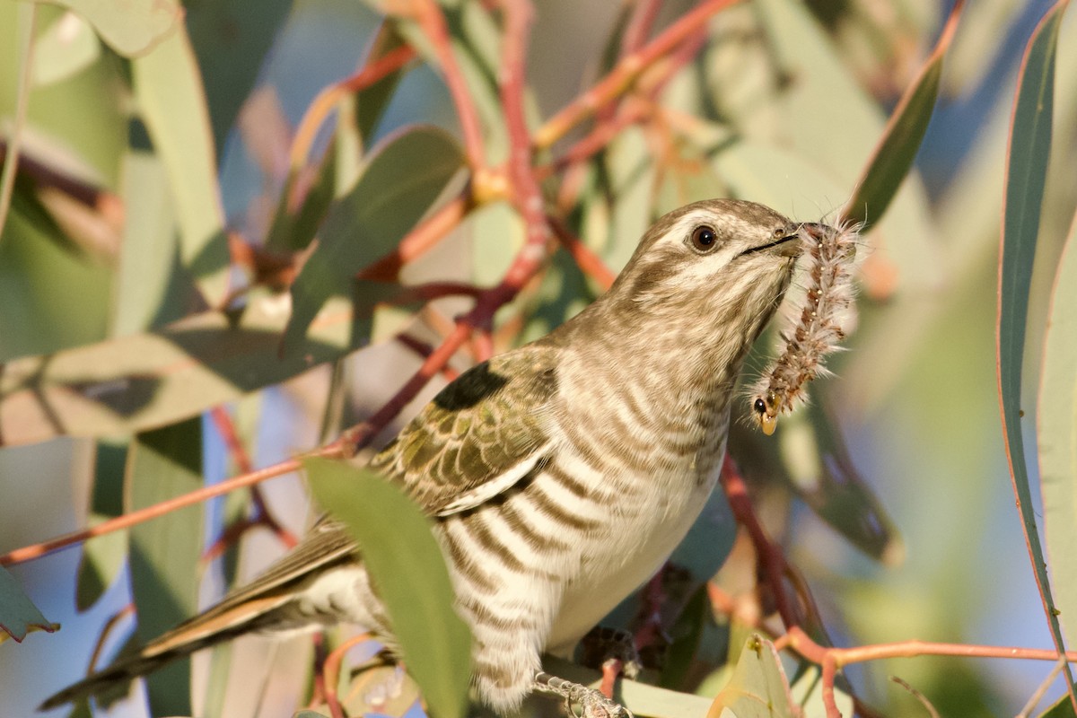 Horsfield's Bronze-Cuckoo - ML637774615