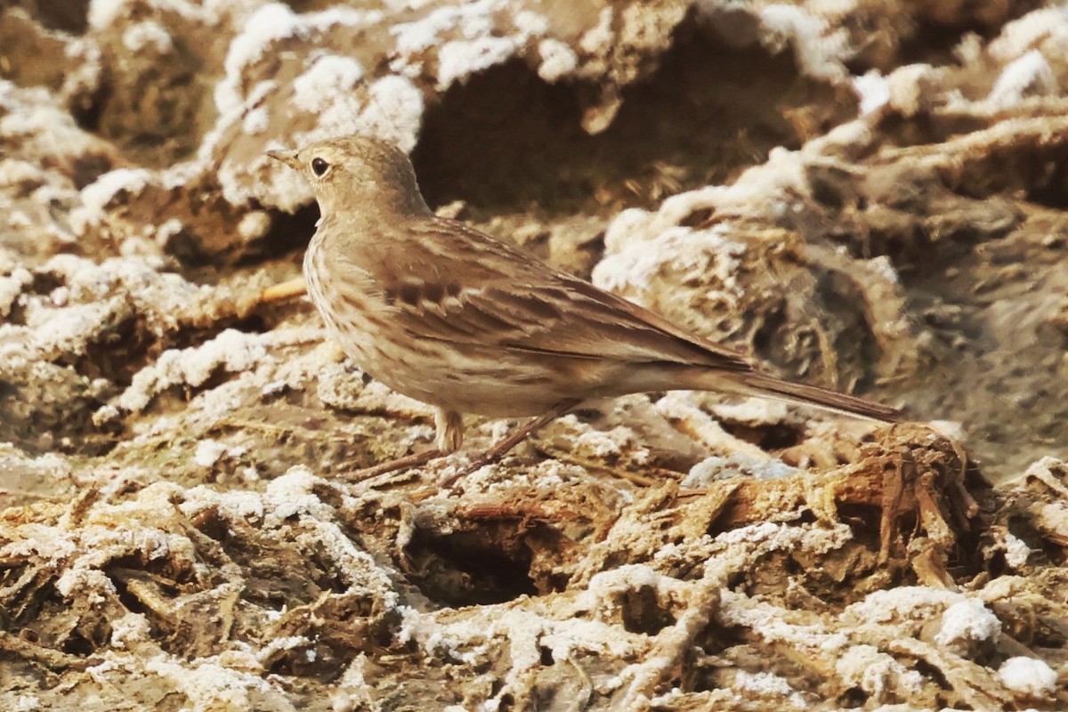 Water Pipit - ML637774617