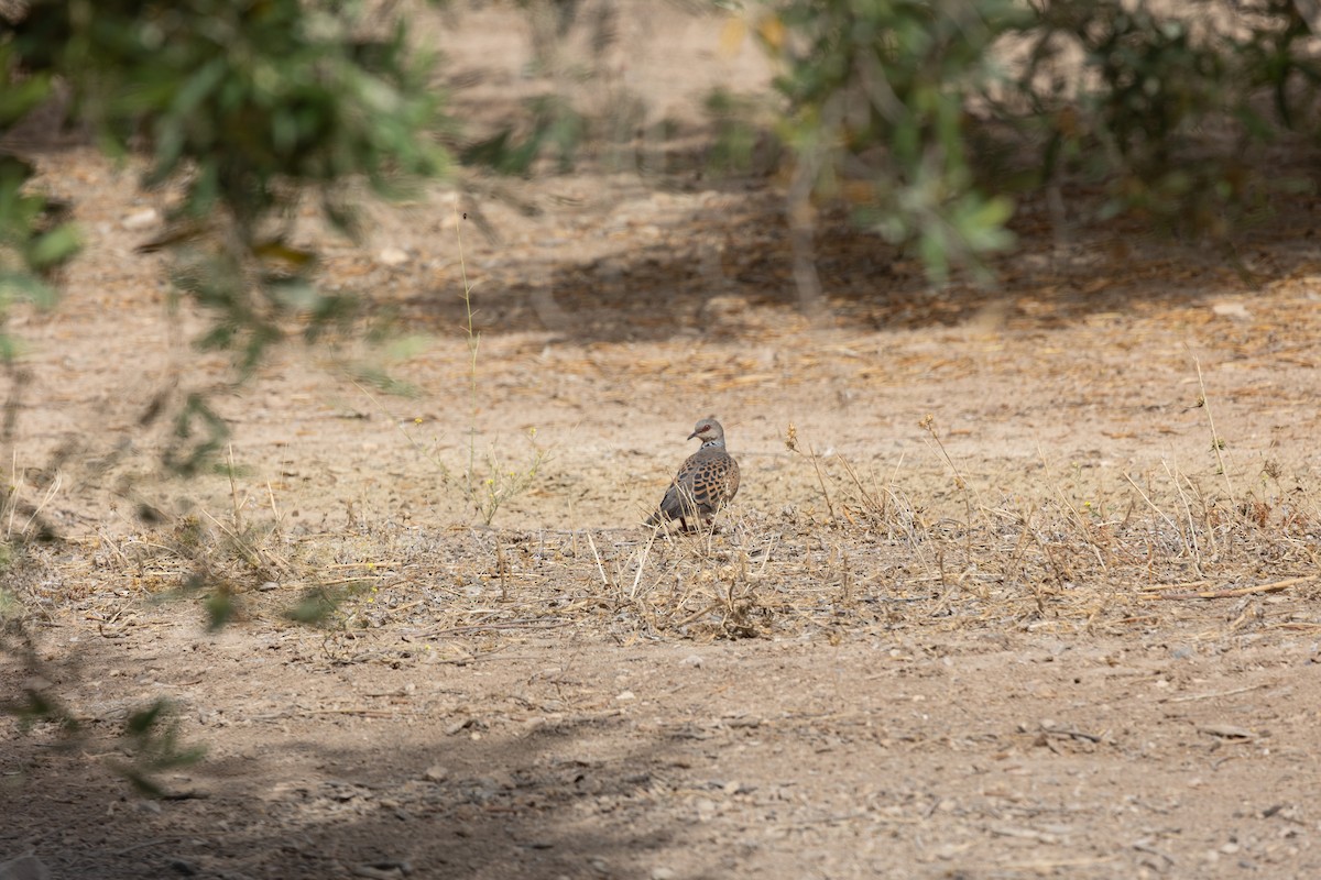 European Turtle-Dove - ML637774660