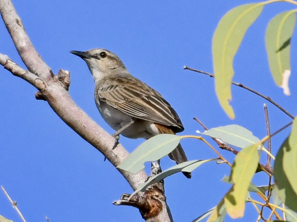 Rufous Songlark - ML637774691