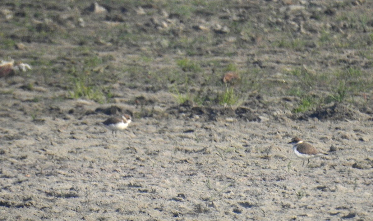 Kentish Plover - ML637774710