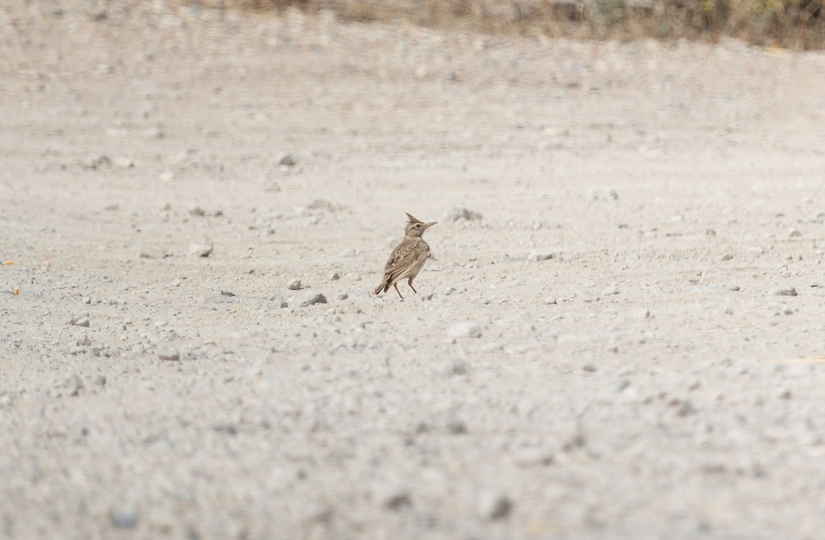 Crested Lark - ML637774724