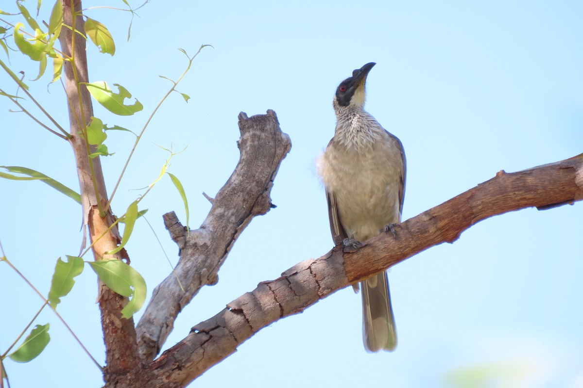 Helmeted Friarbird - ML637774732