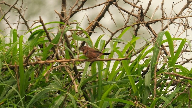 Jameson's Firefinch - ML637774763