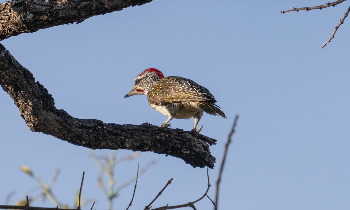 Nubian Woodpecker - ML637774771