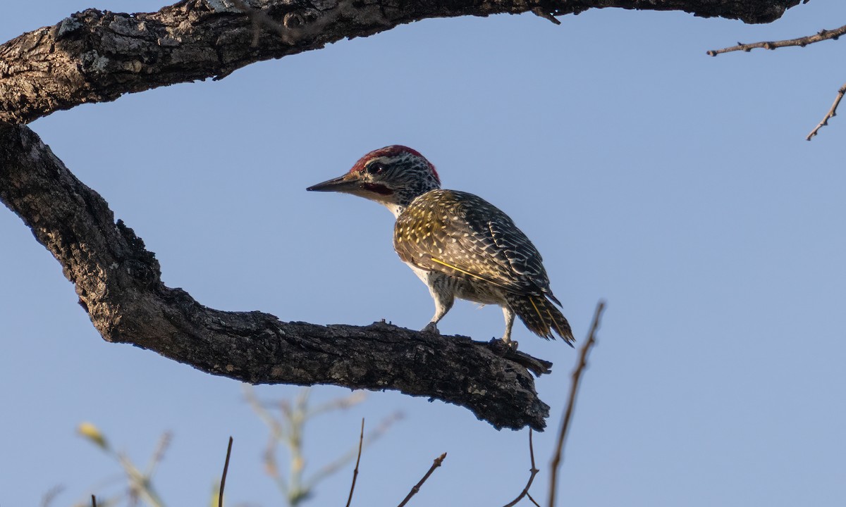 Nubian Woodpecker - ML637774773