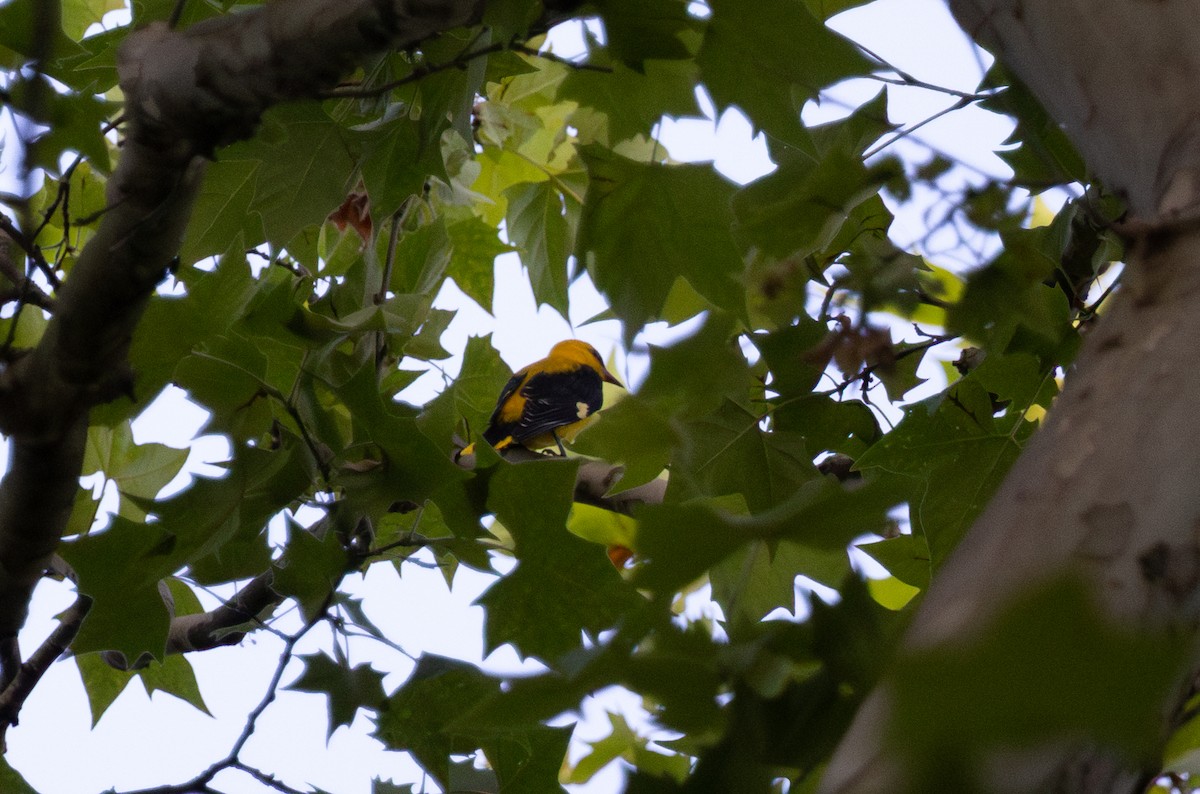 Eurasian Golden Oriole - ML637774784