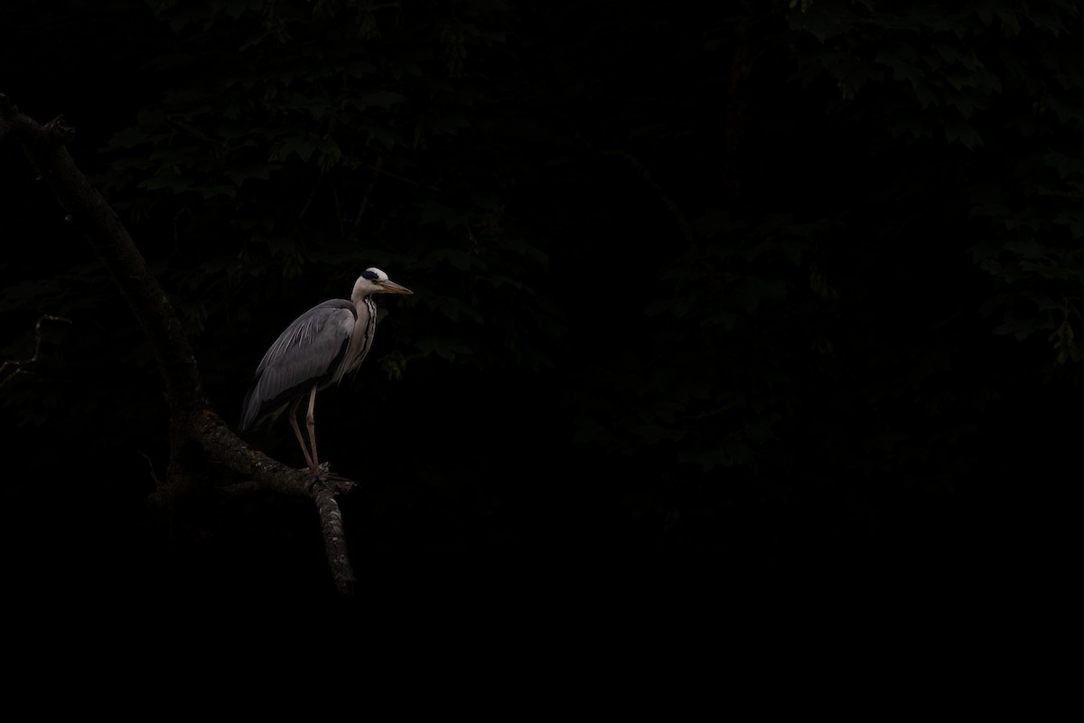 Gray Heron - ML637774795