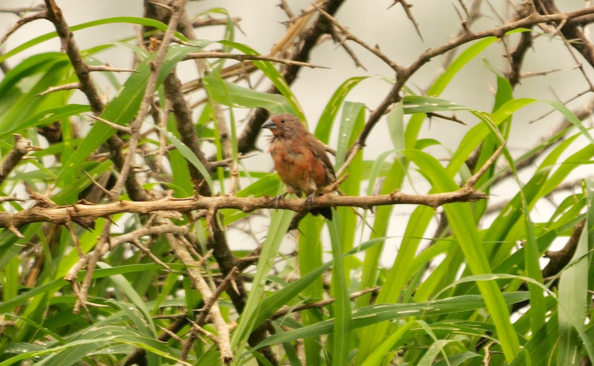 Jameson's Firefinch - ML637774810