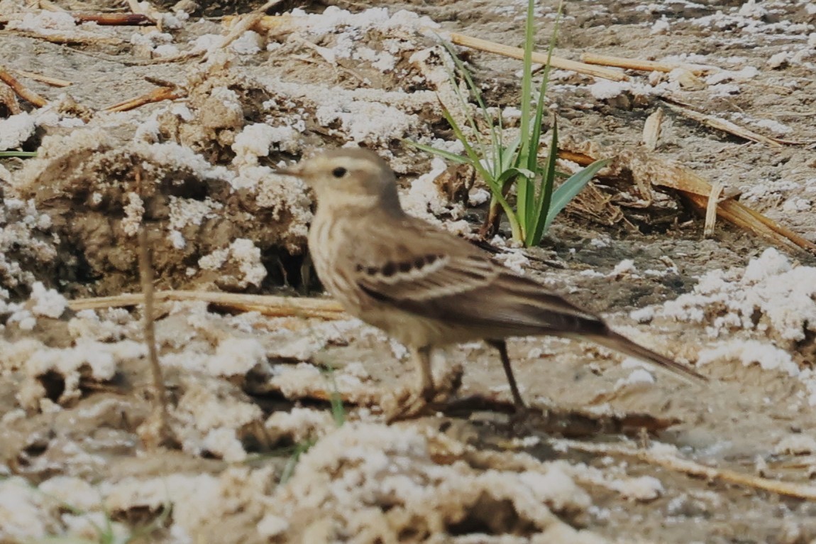 Rosy Pipit - ML637774827