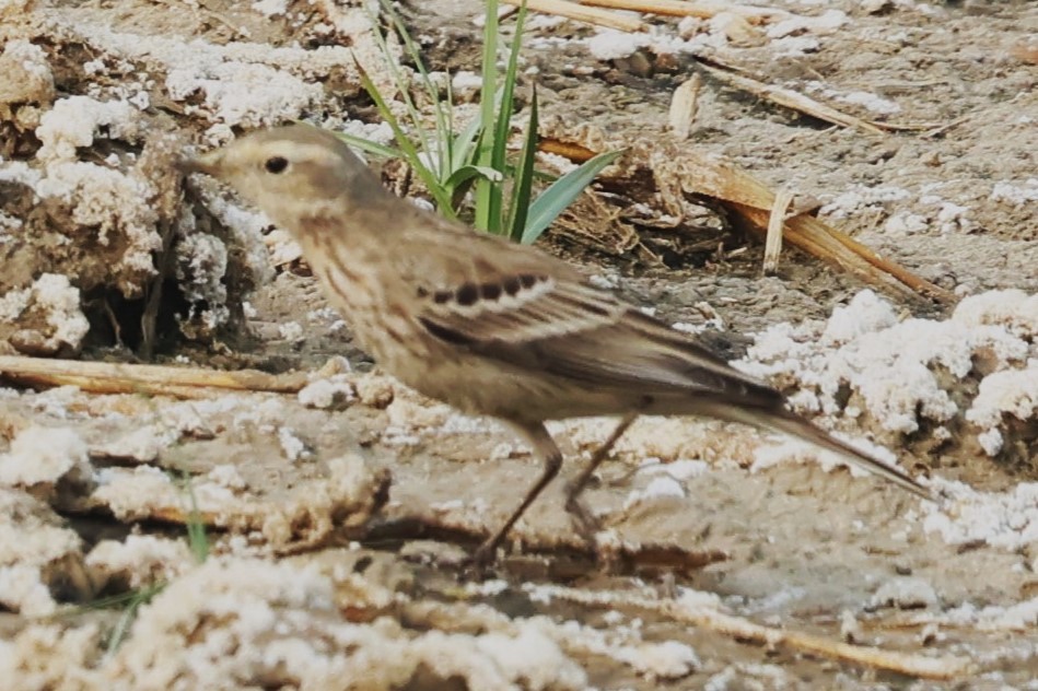Rosy Pipit - ML637774850