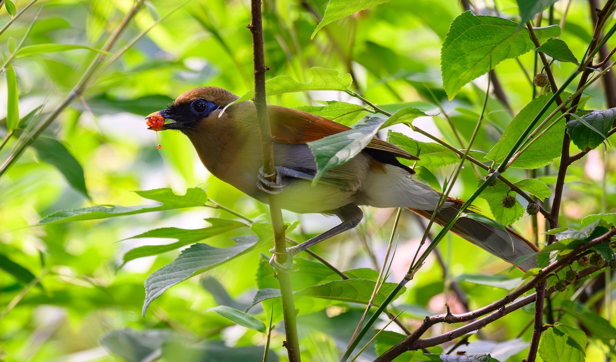 Buffy Laughingthrush - ML637774852