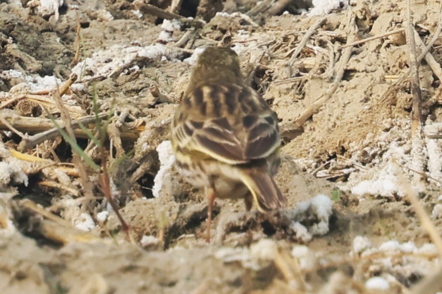 Rosy Pipit - ML637774859