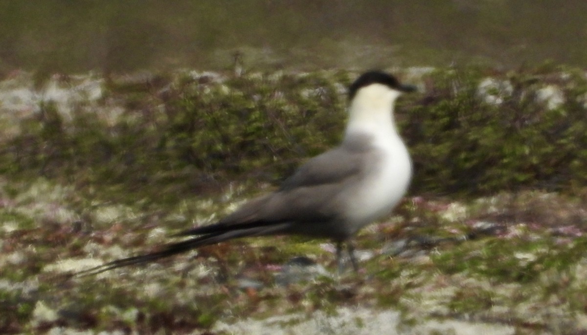 chaluha malá - ML637774863