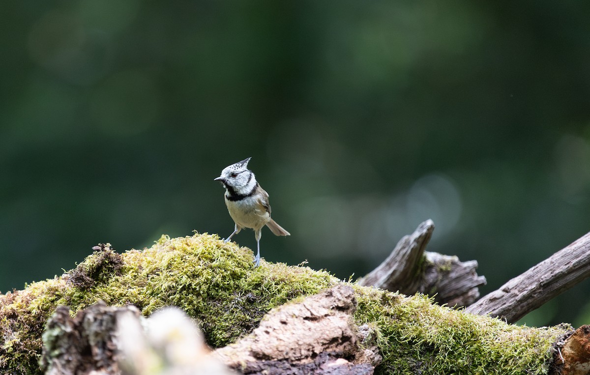Crested Tit - ML637774866