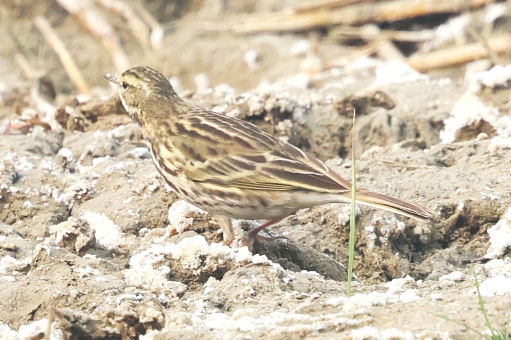 Rosy Pipit - ML637774871