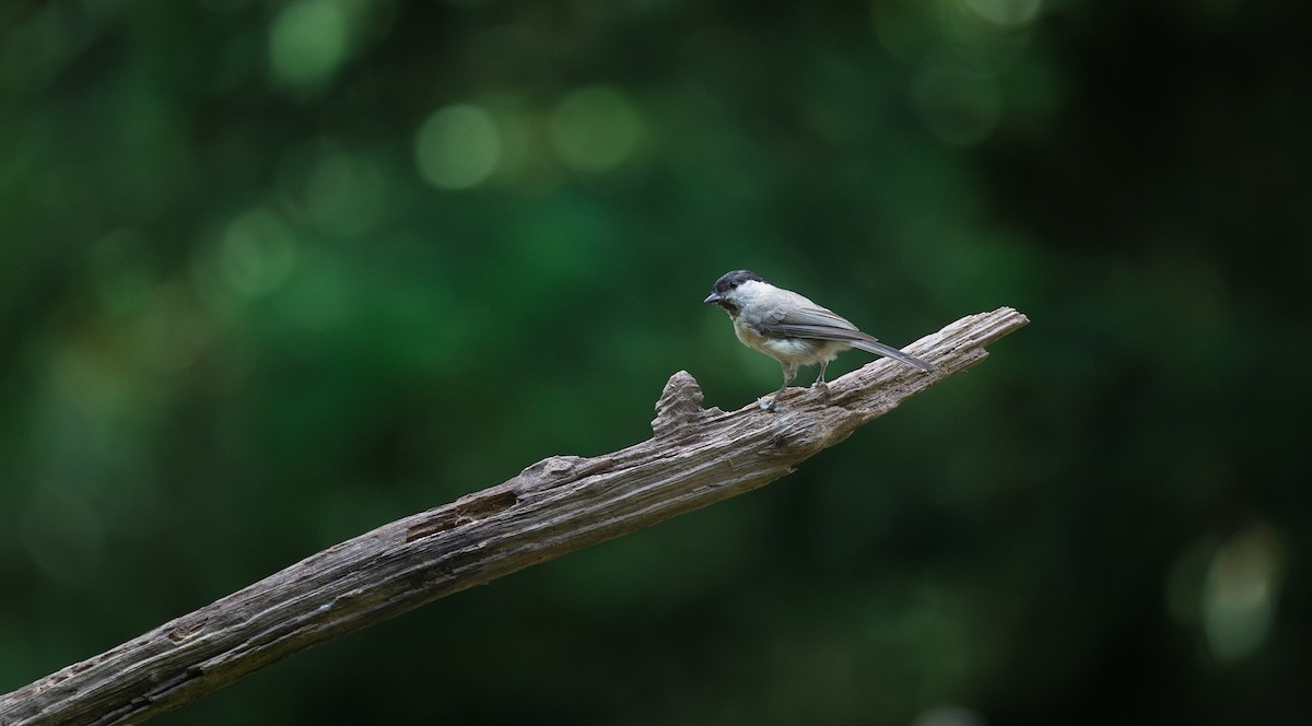 Marsh Tit - ML637774874
