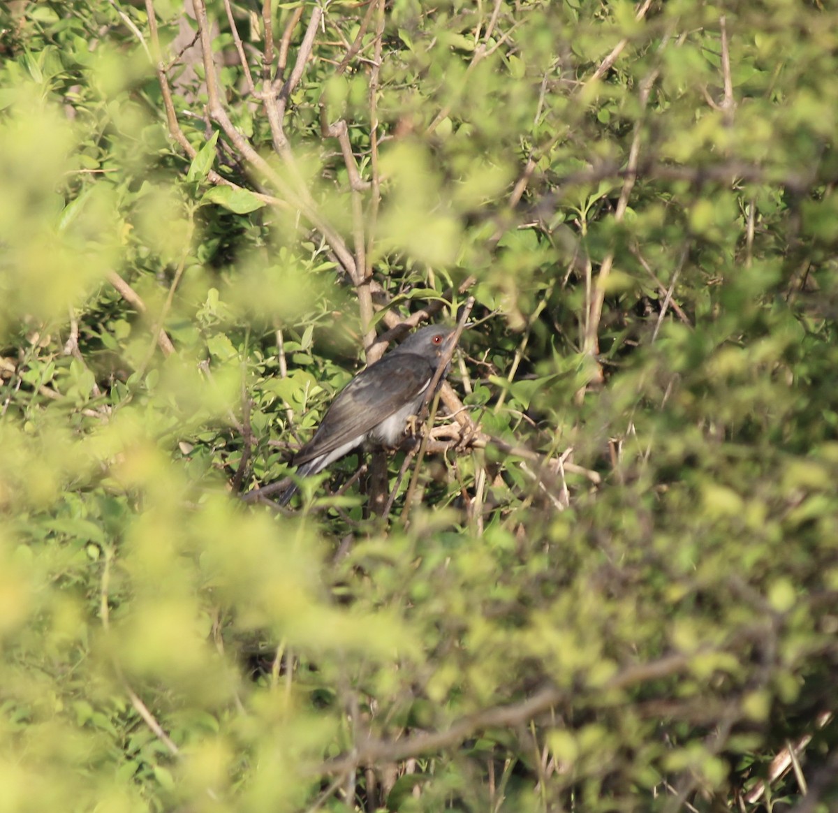 Gray-bellied Cuckoo - ML637774877