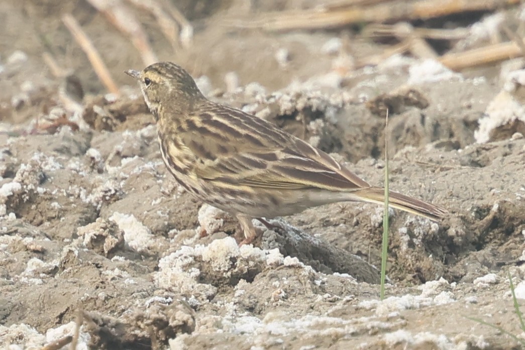 Rosy Pipit - ML637774884