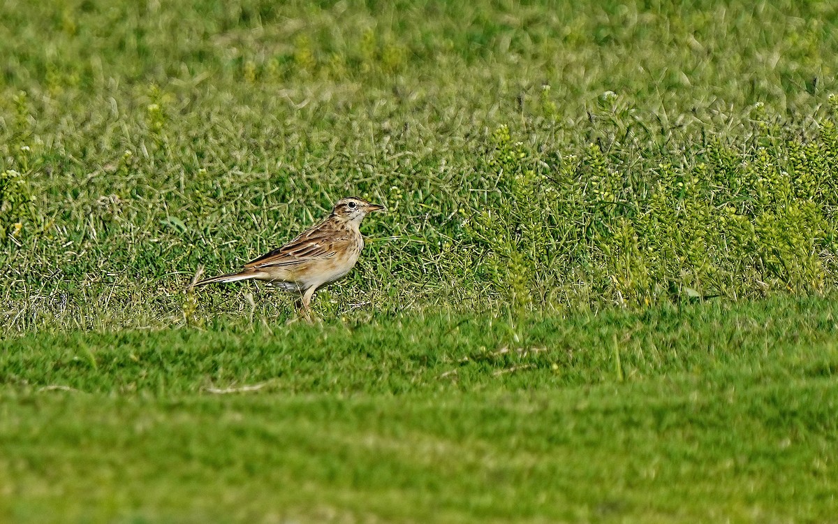 linduška velká - ML637774885