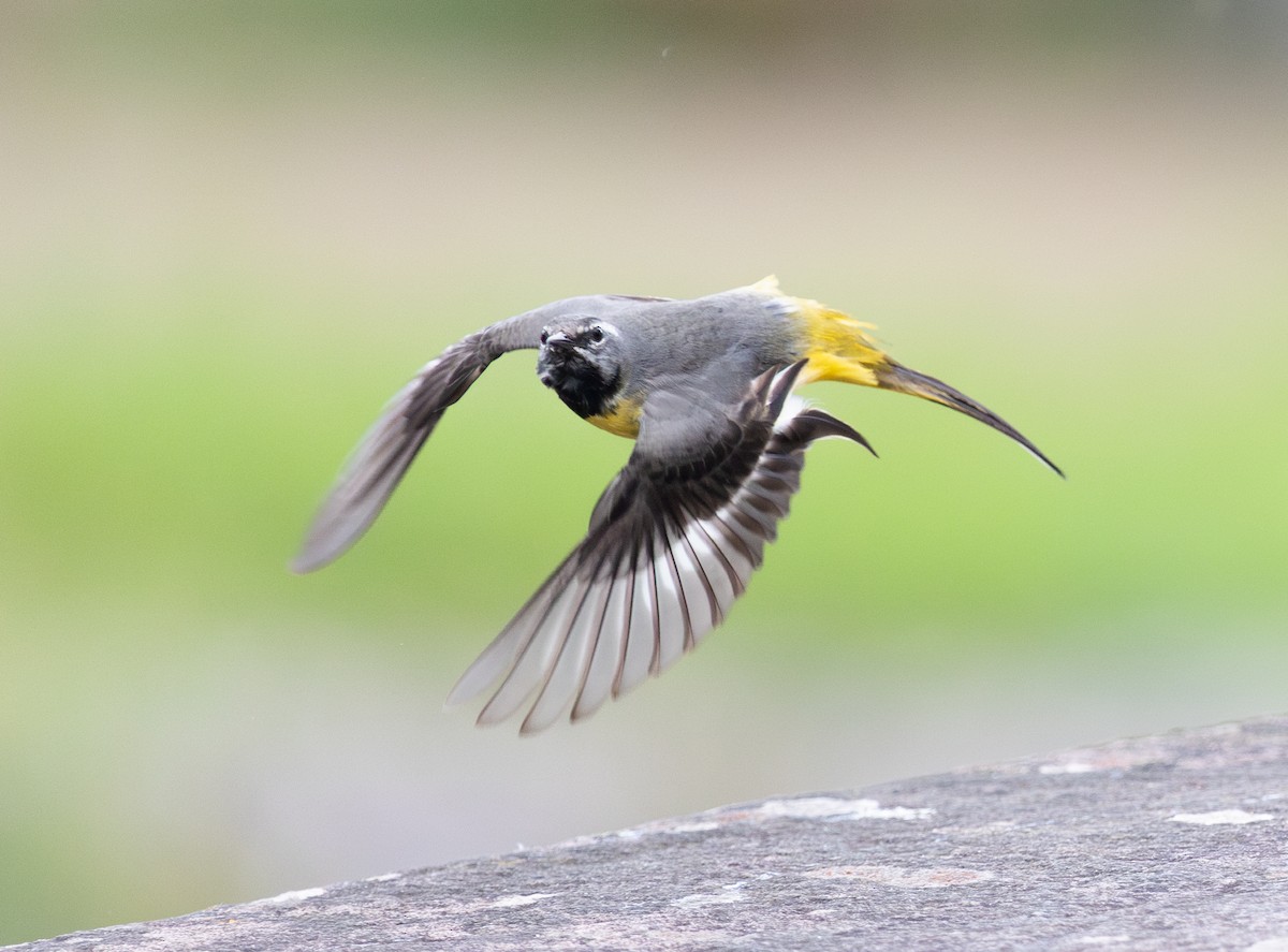 Gray Wagtail - ML637774896