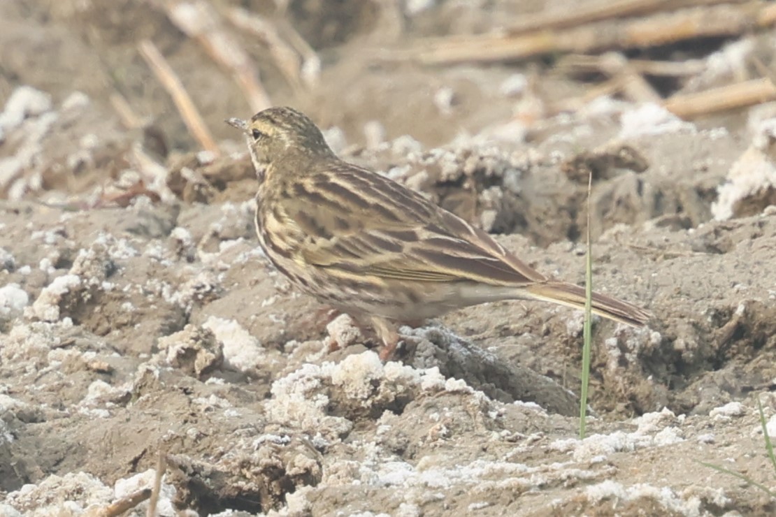 Rosy Pipit - ML637774903