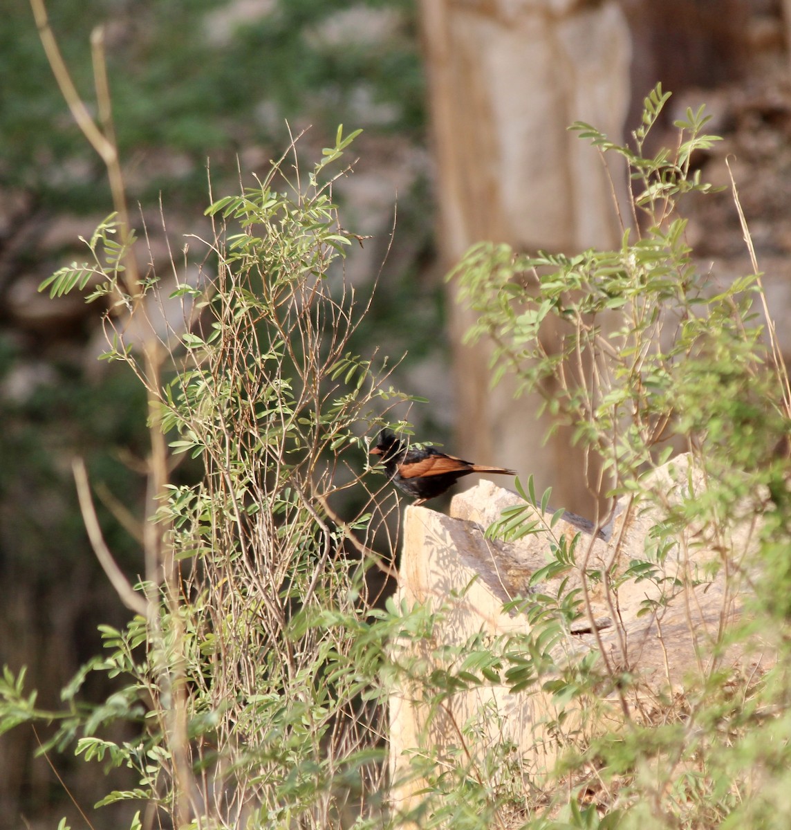 Crested Bunting - ML637774906