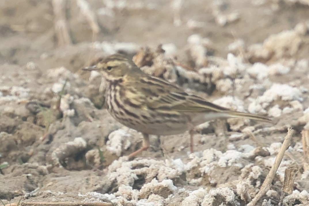 Rosy Pipit - ML637774908