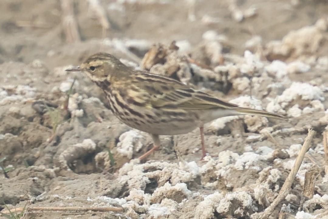 Rosy Pipit - ML637774914