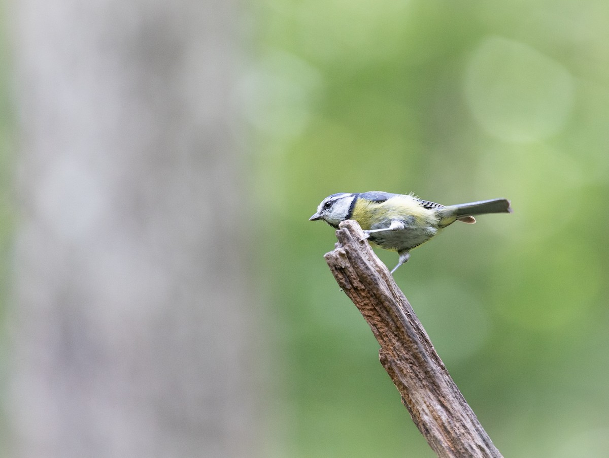 Eurasian Blue Tit - ML637774925