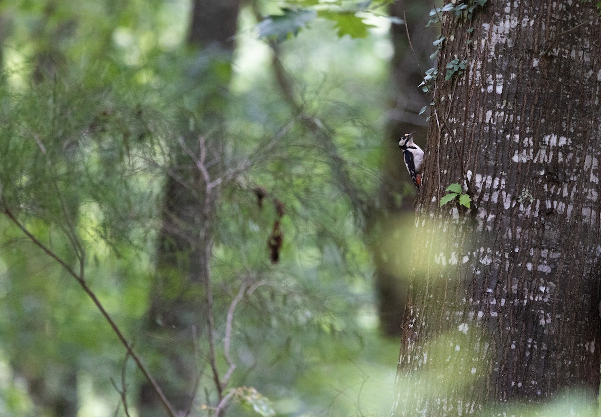 Great Spotted Woodpecker - ML637774941