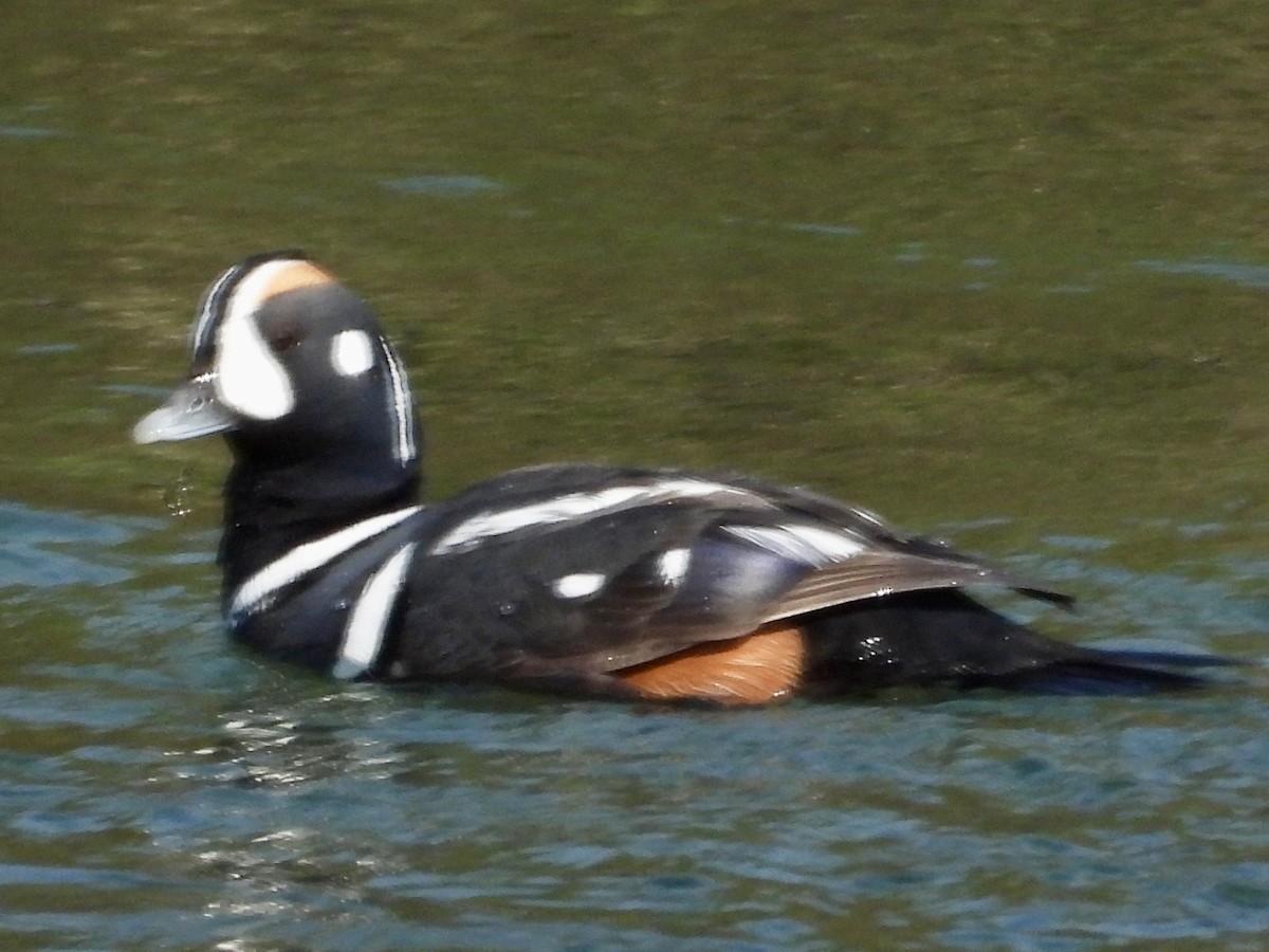 kačka strakatá - ML637774942