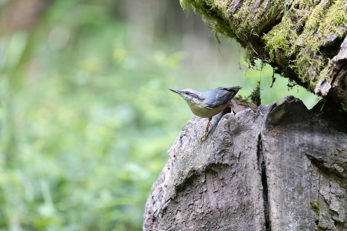 Eurasian Nuthatch - ML637774943