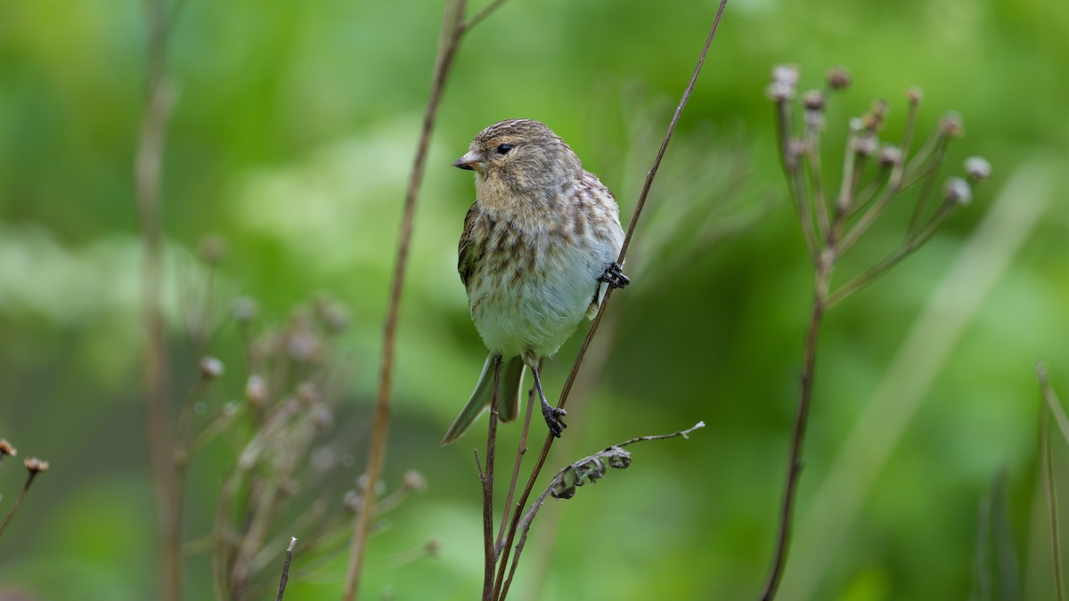 Twite - ML637774944