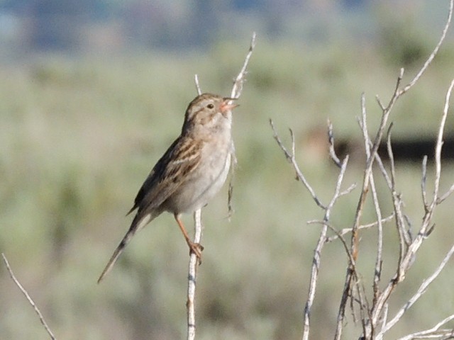 Brewer's Sparrow - ML637774945