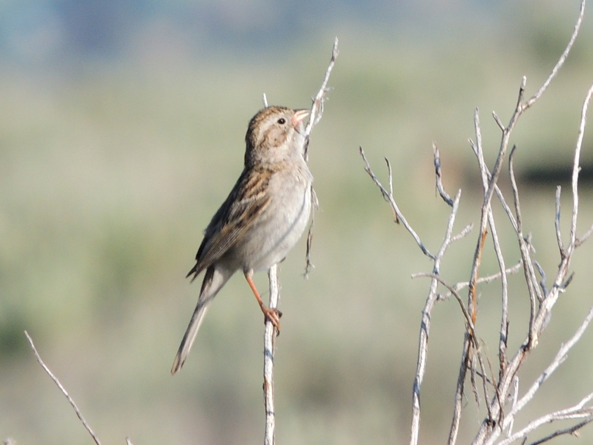 Brewer's Sparrow - ML637774946