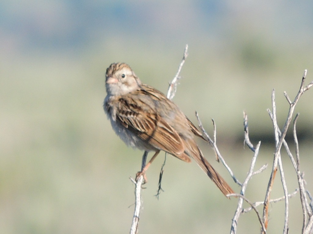 Brewer's Sparrow - ML637774947