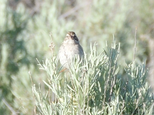 Brewer's Sparrow - ML637774950