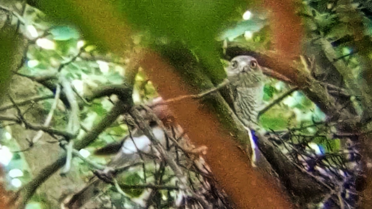 Eurasian Sparrowhawk - ML637774961
