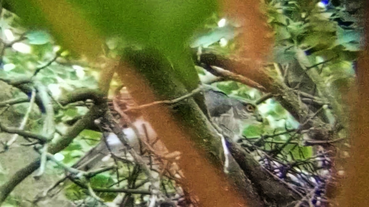 Eurasian Sparrowhawk - ML637774962