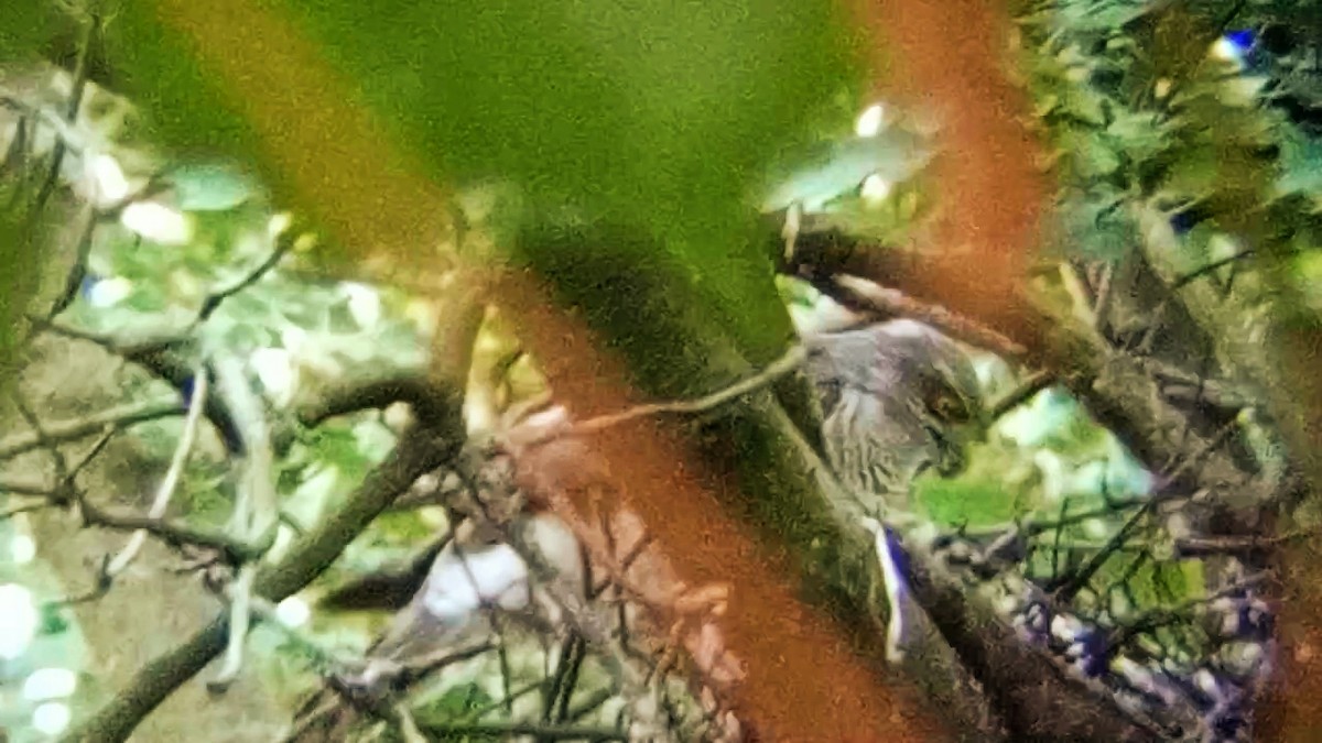 Eurasian Sparrowhawk - ML637774963
