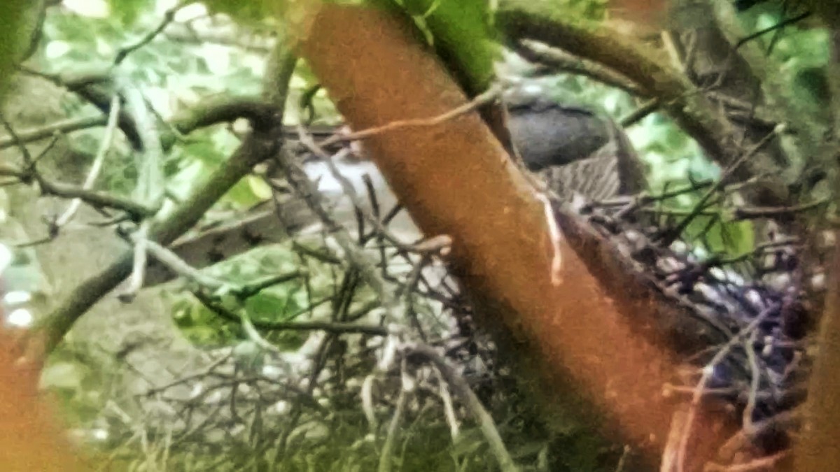 Eurasian Sparrowhawk - ML637774964