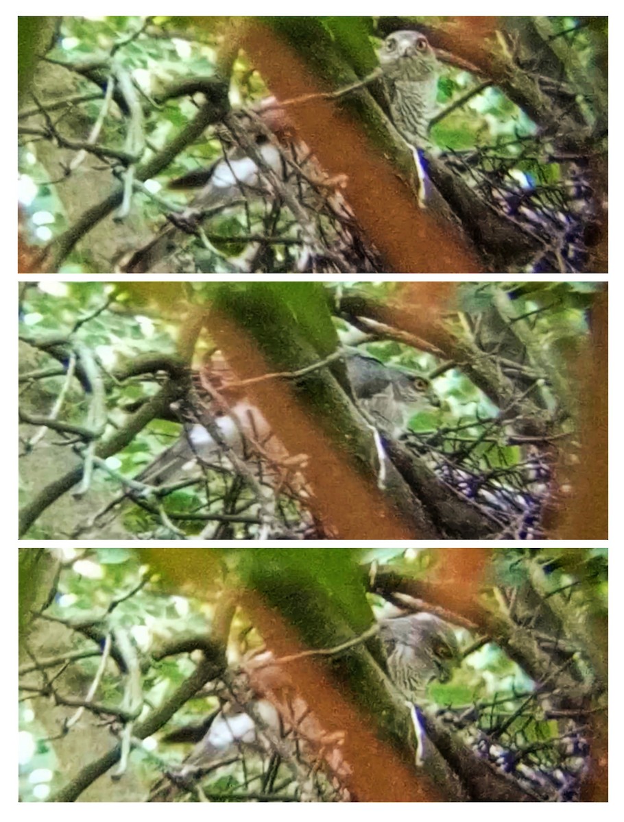 Eurasian Sparrowhawk - ML637774966