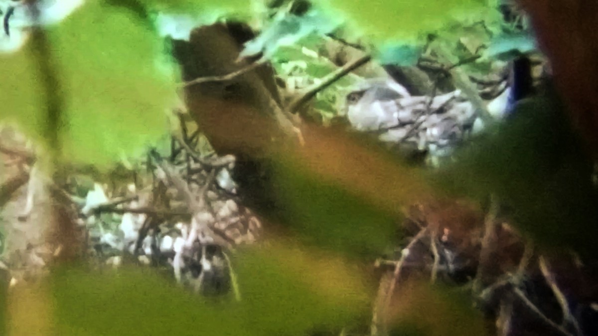 Eurasian Sparrowhawk - ML637774968