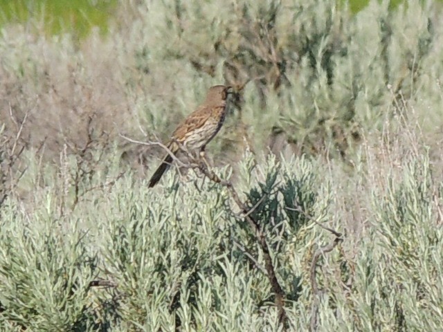 Sage Thrasher - ML637774970