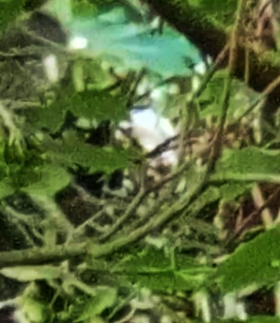 Eurasian Sparrowhawk - ML637774971