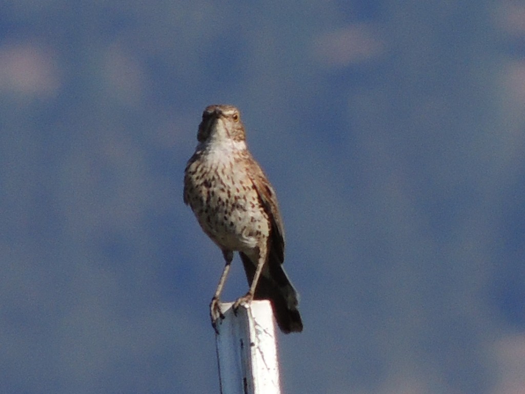 Sage Thrasher - ML637774978