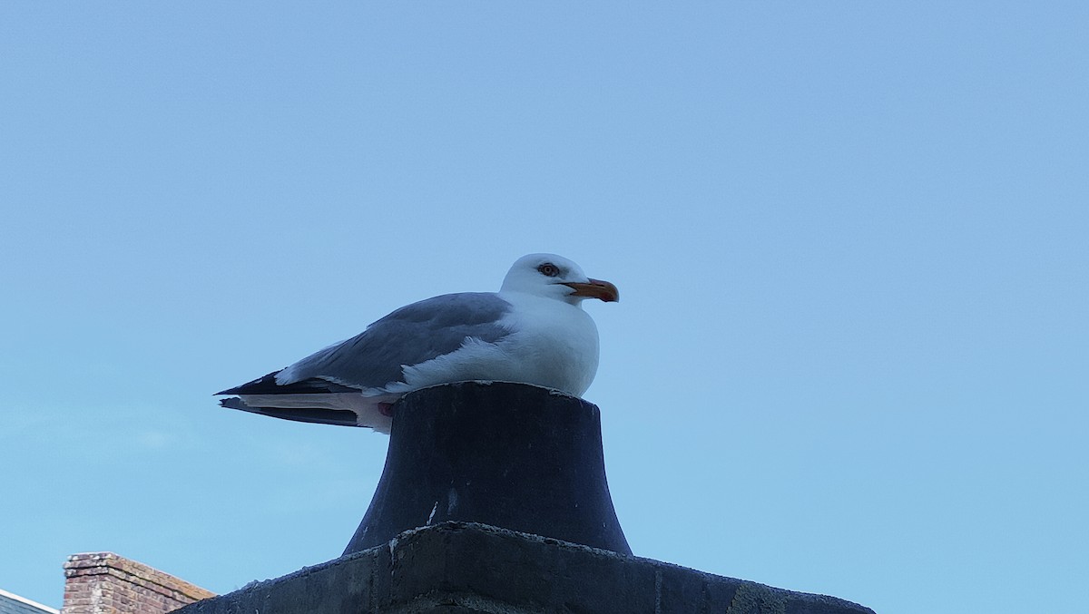 European Herring Gull - ML637774987